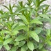 1 Plant Mint Spearmint Live Plant Edible Aromatic Herb Plant, Organic, Easy To Grow, Non-GMO, Perennial In Zones 5 to 11, Used In Teas & Other Beverages, Salads, Garnish, Jelly & Desserts MENTHA Spicata